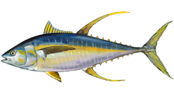 Yellowfin tuna